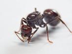 Messor barbarus koninginnen met eieren | mieren kolonie, Dieren en Toebehoren, Insecten en Spinnen, Mieren
