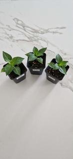 Paprika "Lesya" (plant), Tuin en Terras, Planten | Tuinplanten, Volle zon, Groenteplanten, Eenjarig, Ophalen of Verzenden