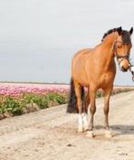 Prachtige en rustige d-pony New Forest, Dieren en Toebehoren, Pony's, Met stamboom, Ruin, L, 7 tot 10 jaar