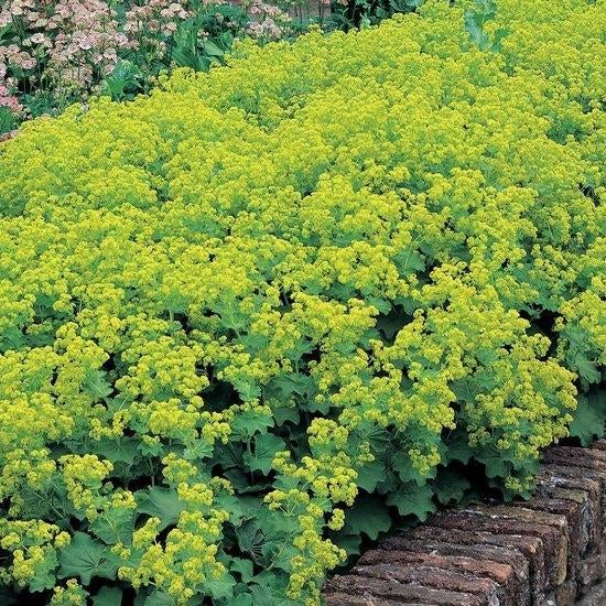 Vaste planten: alchemilla mollis, vrouwenmantel p9, Bodembedekkers, Vaste plant, Ophalen of Verzenden, Halfschaduw