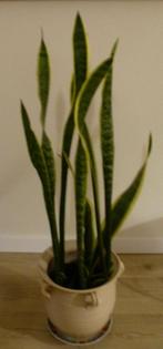 Sansevieria 7,50 vaste prijs, Ophalen, Overige soorten, Halfschaduw, In pot