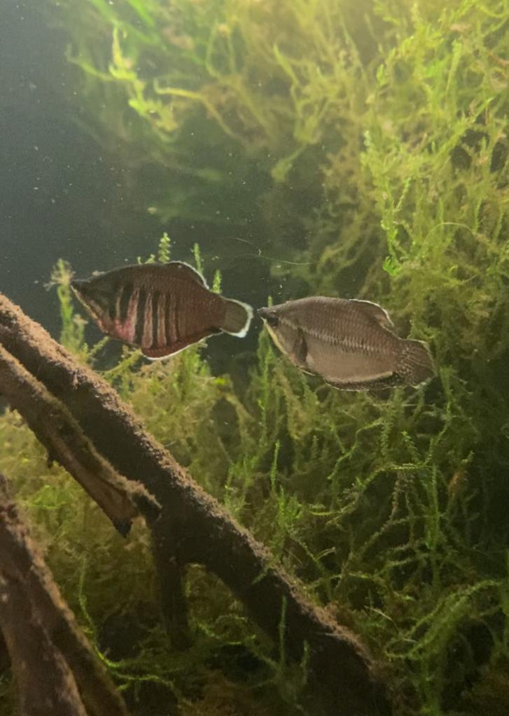 Diverse vissen te koop, Vis, Zoetwatervis, Schoolvis