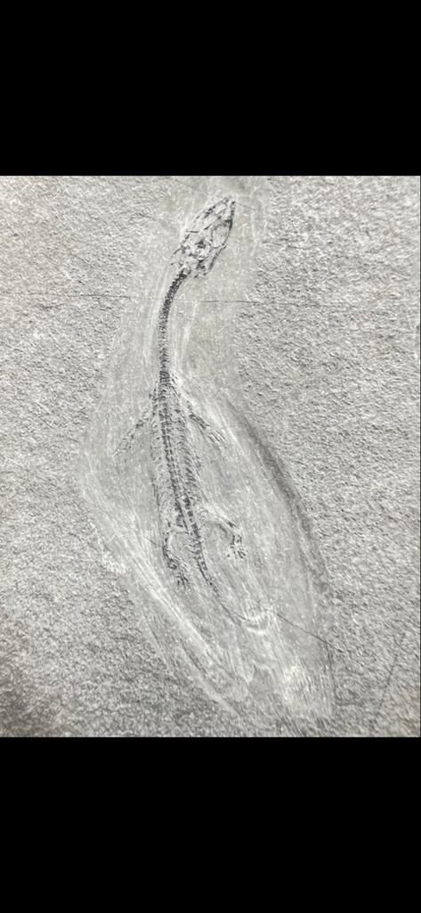 Keichosaurus fossiel - Prachtig bewaard gebleven, Ophalen of Verzenden, Fossiel