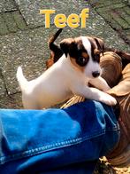 🐶🐶Black & Tan / Driekleur Jack Russell pups / Jack Russel, Dieren en Toebehoren, Jack Russell Terriër, 8 tot 15 weken, Meerdere