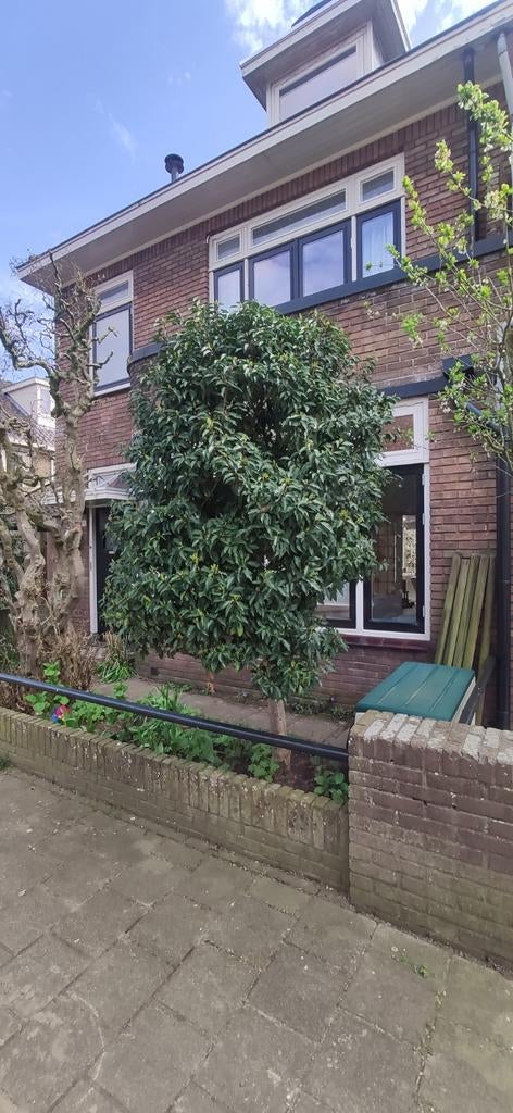 Boom 2,5 m hoog Zelf uitgraven, Tuin en Terras, Planten | Bomen, Ophalen, Halfschaduw, Overige soorten, 100 tot 250 cm