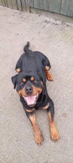 zeer mooie krachtige rottweiler reu met mooie stamboom, Reu, 1 tot 2 jaar, Eén hond, Nederland