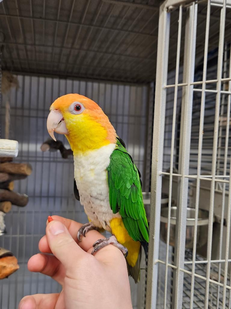 Roestkop Caique | Handtam | Man, Dieren en Toebehoren, Vogels | Parkieten en Papegaaien, Mannelijk, Papegaai, Geringd