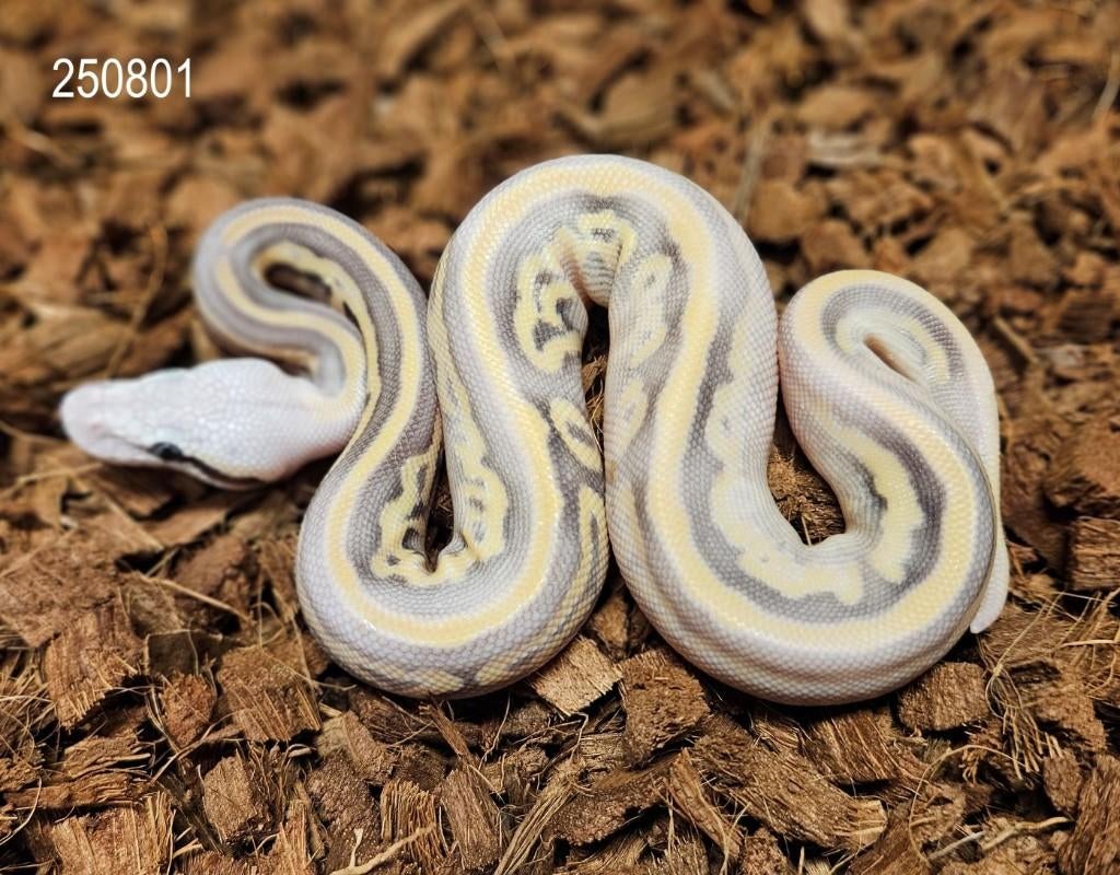 Mojave Super Pastel (Enchi) Desert Ghost PH Amur, Slang, 0 tot 2 jaar