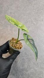 Alocasia Sinuata Variegata, Ophalen of Verzenden, Halfschaduw, Minder dan 100 cm