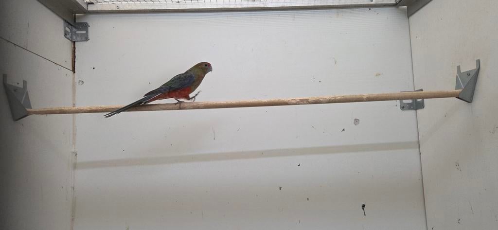 Stanley rosella pop, Dieren en Toebehoren, Mannelijk, Wildzangvogel