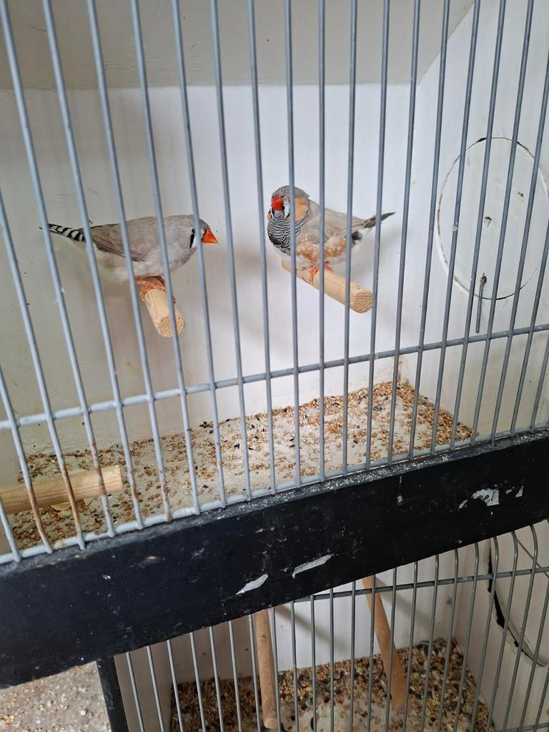 Mooi koppel bleekrug zebravinken, Meerdere dieren