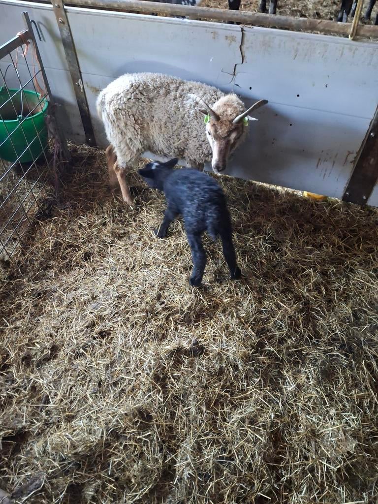 Te koop schaap met ooilam, Dieren en Toebehoren, Schapen, Geiten en Varkens, Mannelijk, Schaap