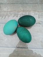 emoe eieren, Geslacht onbekend, Overige soorten