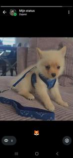 Pomchi, September, Mannelijk