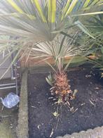 chamaerops humilis - Zelf uitgraven, Volle zon, Vaste plant, Bloeit niet, Ophalen