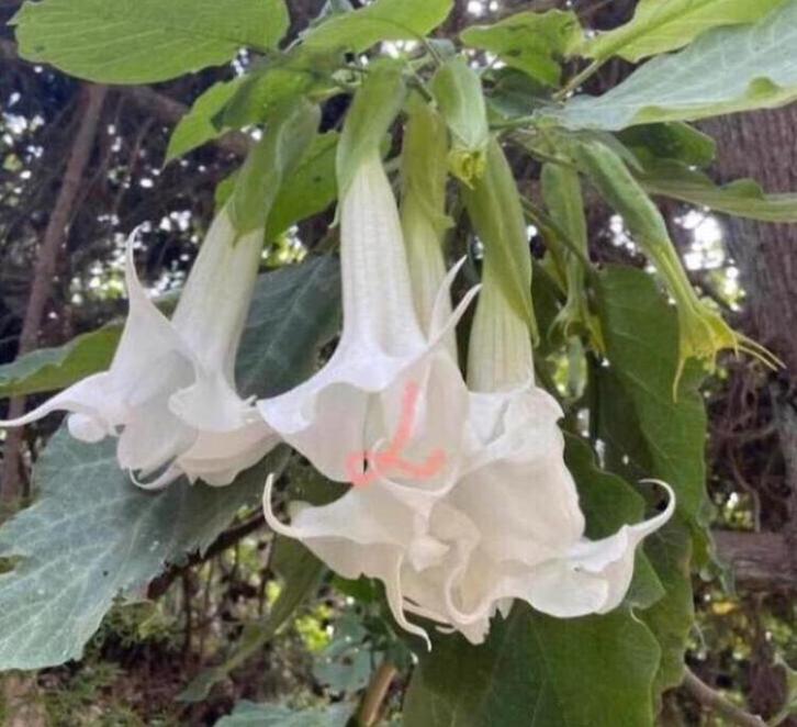 Diverse grote biologische kamerplanten prachtige bloesem, Huis en Inrichting, Kamerplanten, Overige soorten, Minder dan 100 cm