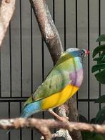 6 jonge Gould amadines, Dieren en Toebehoren, Meerdere dieren, Tropenvogel