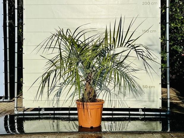 Geleipalm - Butia Capitata - stamhoogte 10-20 cm, Tuin en Terras, Planten | Bomen, Palmboom, 100 tot 250 cm, Volle zon, Bloeit niet