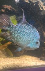 Vis Bleu Texas cichlide, Dieren en Toebehoren, Vis