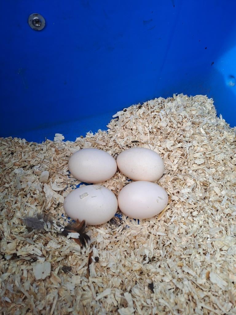 Porselein leghorn broedeieren, Dieren en Toebehoren, Pluimvee, Vrouwelijk, Kip