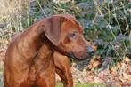 Rhodesian Ridgeback pups met stamboom, België, Fokker | Hobbymatig, Overige rassen, 8 tot 15 weken