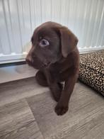 Labrador pup, Reu, 8 tot 15 weken, Labrador retriever, Eén hond
