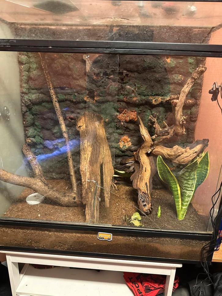 Wimper gekko met terrarium Crested Gecko - unknown for sale from jamoieh