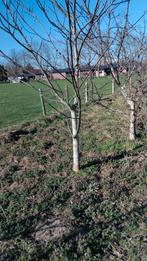 Walnotenboom, Ophalen of Verzenden