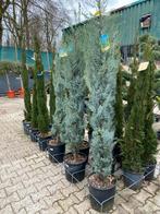 Cupressus Arizonica Fastigiata - Arizona Cipres, Ophalen, Conifeer, Struik, 100 tot 250 cm