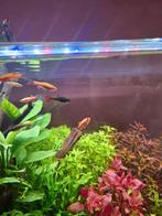 Danio's aquarium vissen, Vis, Zoetwatervis, Schoolvis