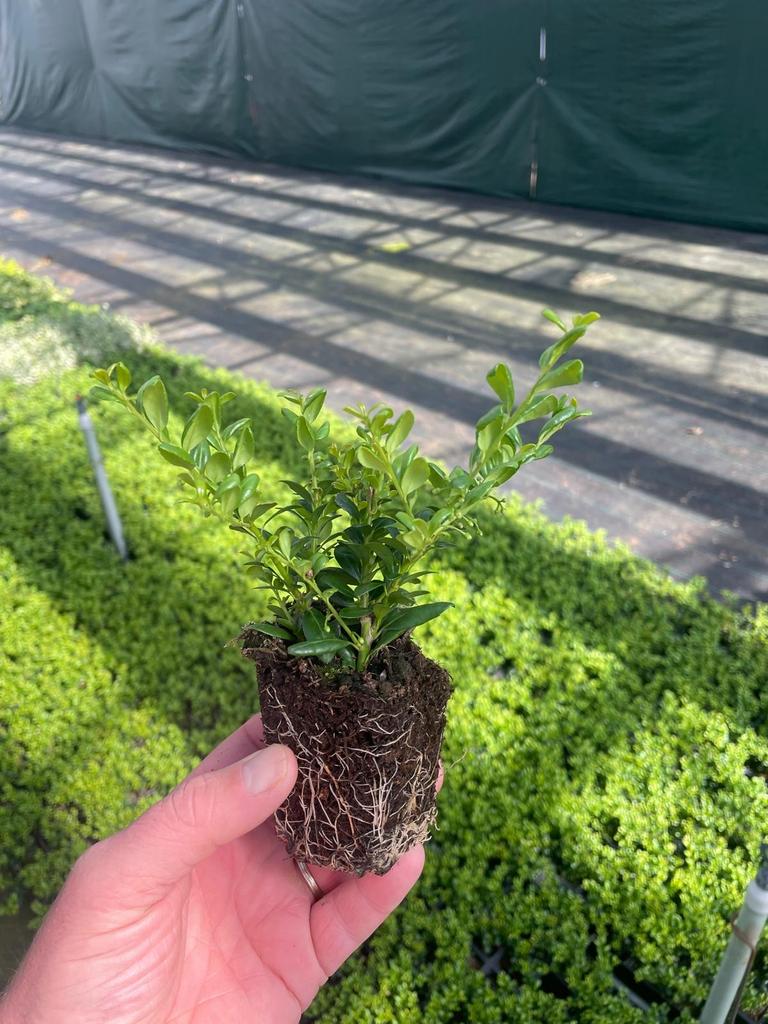 Ilex (Buxus vervangend)  - Ideaal voor haag of vormsnoei, Vaste plant, Bloeit niet, Halfschaduw, Ophalen