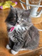 Kittens, x ragdoll/mainecoon; ragcoon. Mogen al snel mee ❤️, Dieren en Toebehoren, Meerdere dieren, Ontwormd, 0 tot 2 jaar