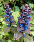 Te koop: Ajuga Zenegroen bodembedekker lila bloei voorjaar, Ophalen, Bodembedekkers, Vaste plant, Halfschaduw