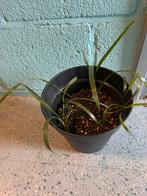 Trachycarpus princeps zaailingen 1 jaar oud, Ophalen, Halfschaduw, Minder dan 100 cm