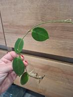 Hoya vangviengensis, Huis en Inrichting, Ophalen of Verzenden, Halfschaduw, Minder dan 100 cm