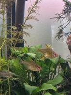 3 gezonde citroentetra, Dieren en Toebehoren, Vissen | Aquariumvissen