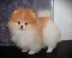 Mini Parti Color Pomeriaan/Pomeranian Reutje Aanwezig in NL, Dieren en Toebehoren, Keeshond, 15 weken tot 1 jaar, Reu, Buitenland