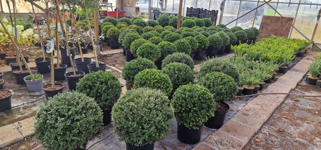 Ilex bollen, Ophalen, Hulst, Minder dan 100 cm