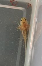Axolotl Baby (11 weken oud), Vis