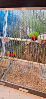 Lori v/d blauwe bergen (bewezen koppel), Dieren en Toebehoren, Meerdere dieren, Dwergpapegaai of Agapornis, Tam