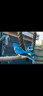 Gevraagd 2 koppels blauw. wit borsten splendids, Meerdere dieren, Parkiet, Geringd