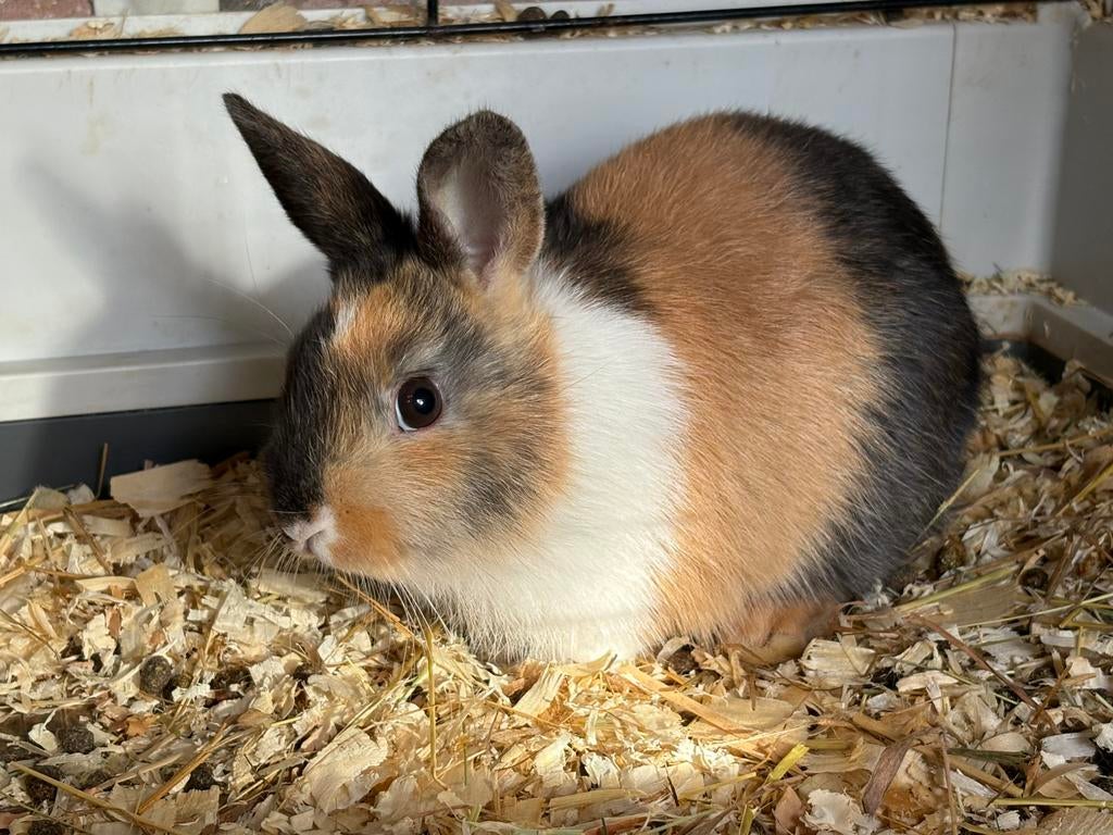 3 jonge dwergkonijnen, 9 weken, Dieren en Toebehoren, Konijnen, Meerdere dieren, Dwerg