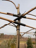 Dakplataan Platanus hispanica, Ophalen, Volle zon, Overige soorten, 100 tot 250 cm