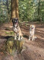 2 hondjes aangeboden ter adoptie vanwege allergie, Teef, Parvo, Meerdere, Nederland