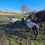 Maasduinenschaap lammeren ruischaap schaap, Dieren en Toebehoren, Schapen, Geiten en Varkens, Meerdere dieren, Schaap