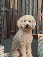 ½Australian Labradoodle nest aankondiging, 8 tot 15 weken, Meerdere, Meerdere dieren, Middel