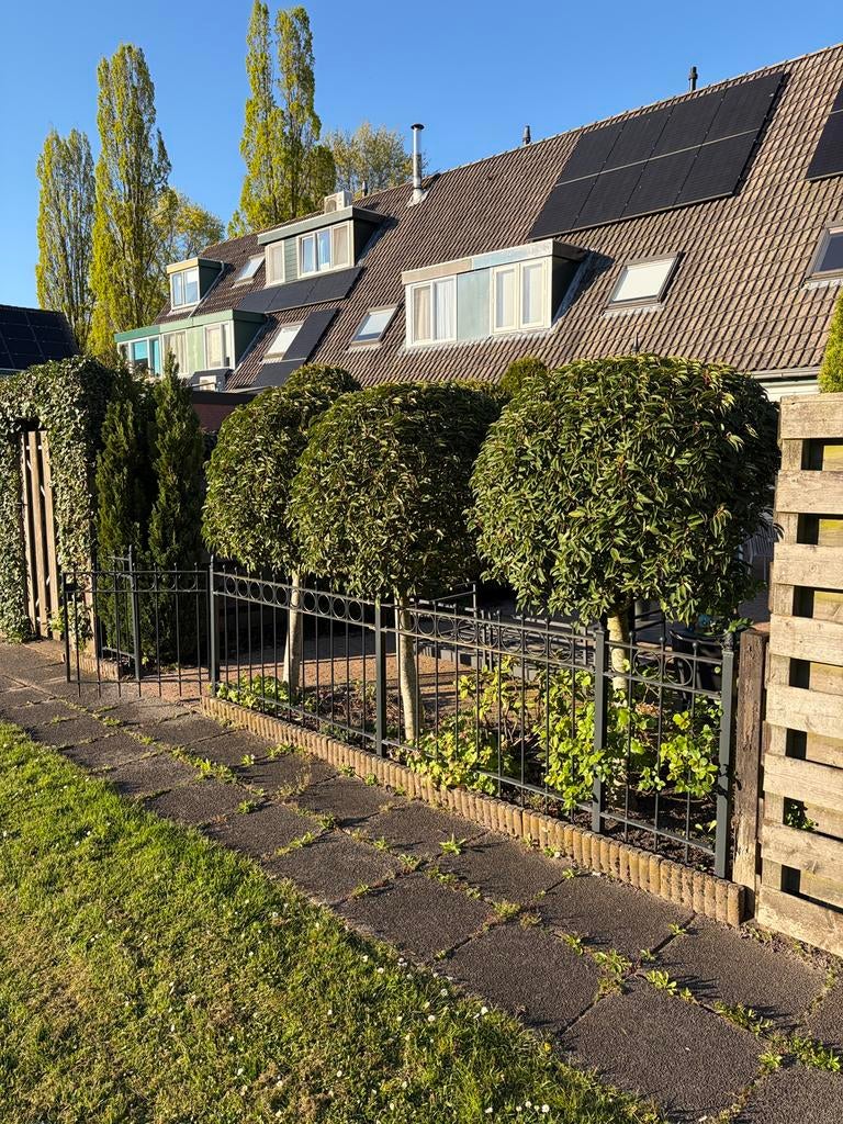 Sierhek - tuinhek - poort, Tuin en Terras, Ophalen, Bloeit niet, Halfschaduw, Overige soorten