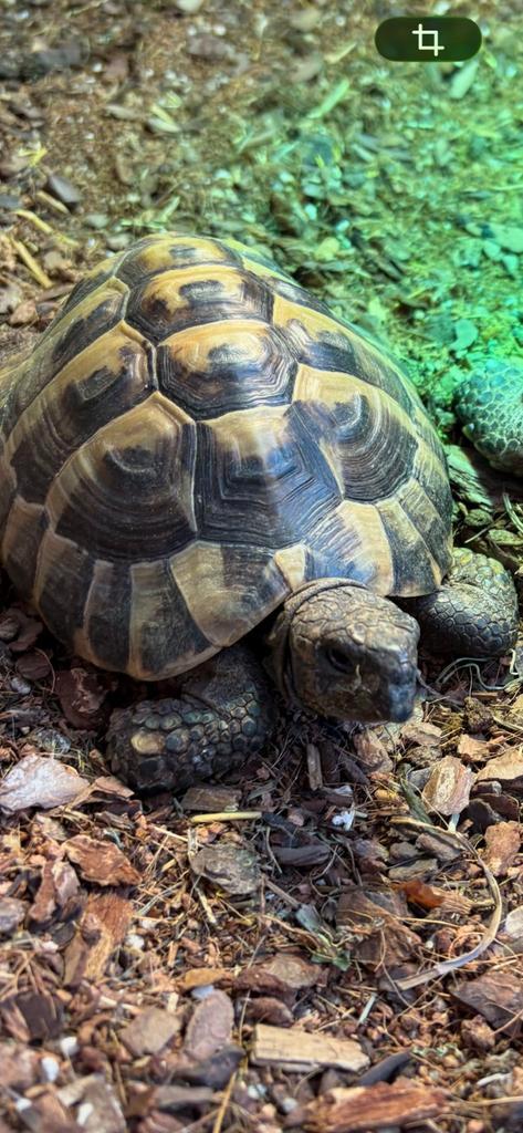 Testudo Hermanni Tortoise - male for sale from robby