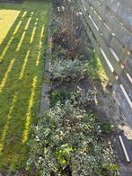 Struiken, planten - GRATIS, Ophalen, Overige soorten, 100 tot 250 cm