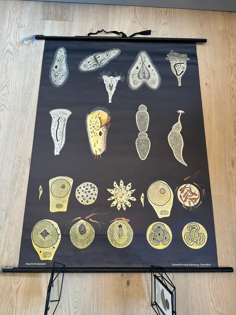 Vintage schoolplaat Wimperdiertjes Jung Koch, Antiek en Kunst, Antiek | Schoolplaten, Ophalen, Natuur en Biologie